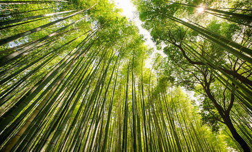 Japonya & Kore Serüveni Turu Türk Hava Yolları ile 8 Gece ICN-KIX YAZ DÖNEMİ