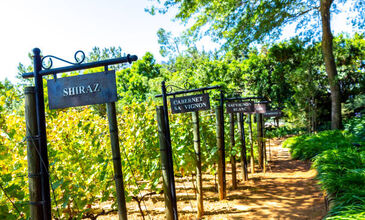 Güney Afrika Serüveni Türk Hava Yolları ile 6 Gece (CPT - JNB)
