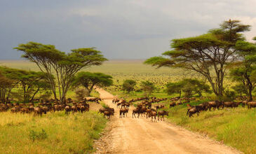 Güney Afrika Serüveni Türk Hava Yolları ile 6 Gece (CPT - JNB)