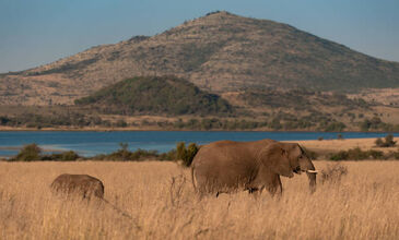 Güney Afrika Serüveni Türk Hava Yolları ile 6 Gece (CPT - JNB)